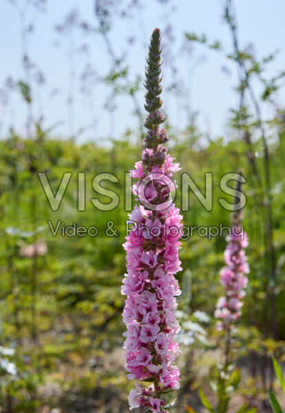 Lythrum salicaria Lythrum salicaria