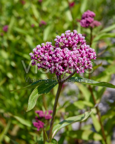 Asclepias incarnata Asclepias incarnata