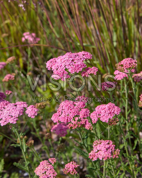Achillea millefolium Achillea millefolium