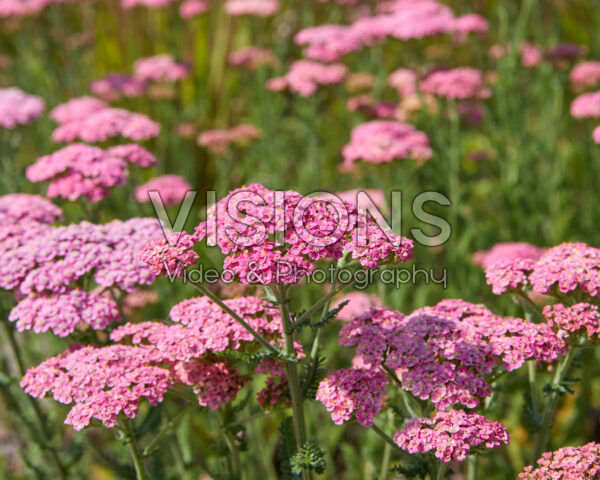 Achillea millefolium Achillea millefolium