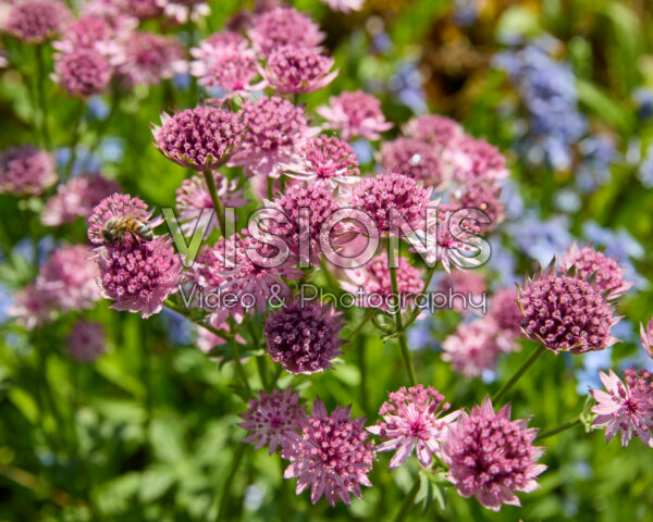 Astrantia major Astrantia major