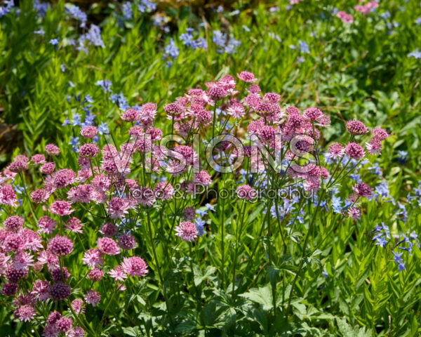 Astrantia major Astrantia major