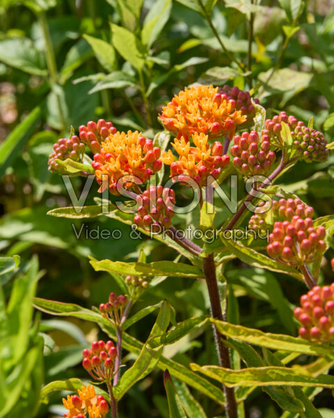 Asclepias tuberosa Asclepias tuberosa