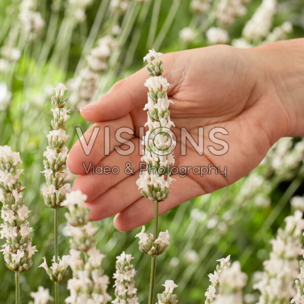 Lavandula x intermedia Exceptional Lavandula x intermedia Exceptional
