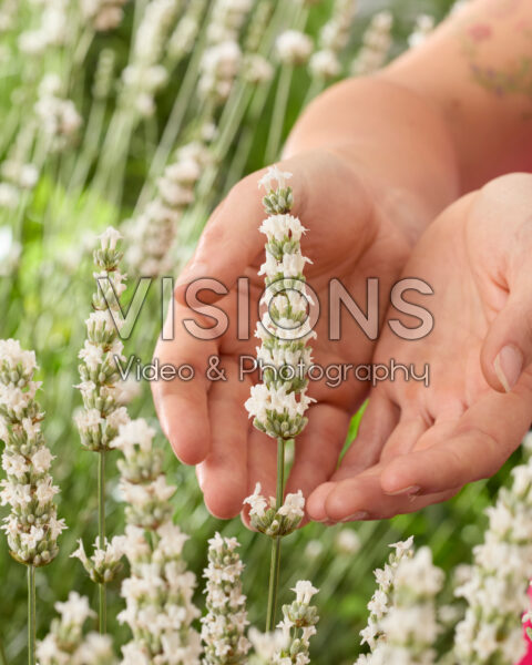 Lavandula x intermedia Exceptional Lavandula x intermedia Exceptional