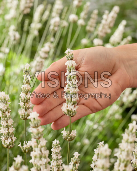 Lavandula x intermedia Exceptional Lavandula x intermedia Exceptional