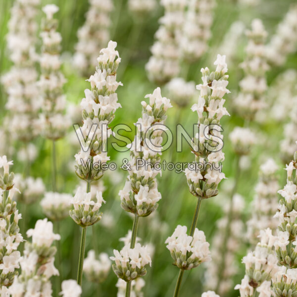 Lavandula x intermedia Exceptional