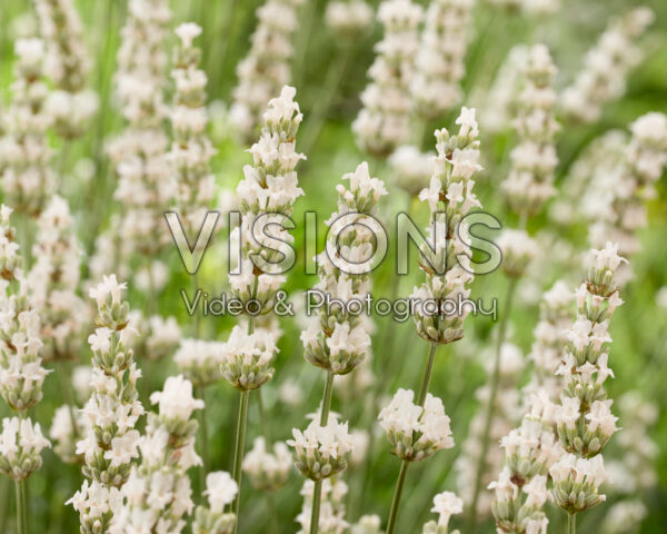 Lavandula x intermedia Exceptional
