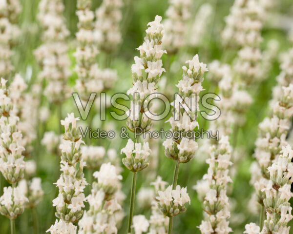 Lavandula x intermedia Exceptional