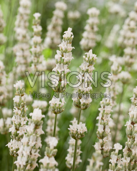 Lavandula x intermedia Exceptional