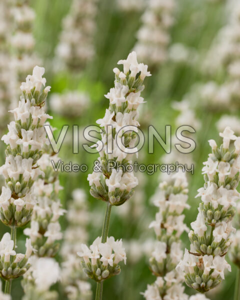 Lavandula x intermedia Exceptional Lavandula x intermedia Exceptional