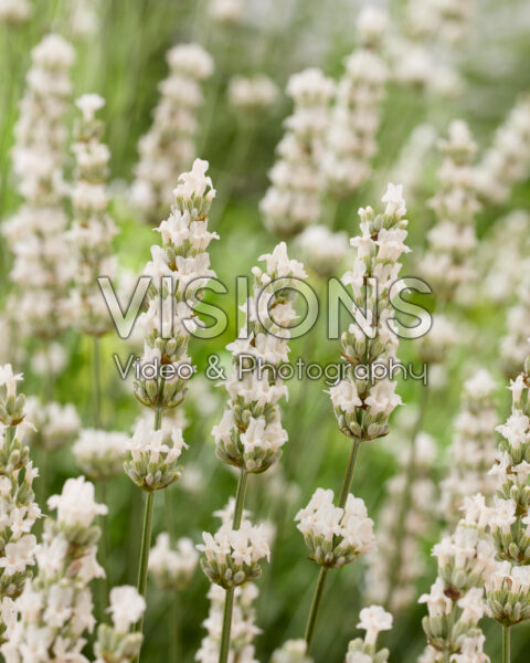 Lavandula x intermedia Exceptional Lavandula x intermedia Exceptional