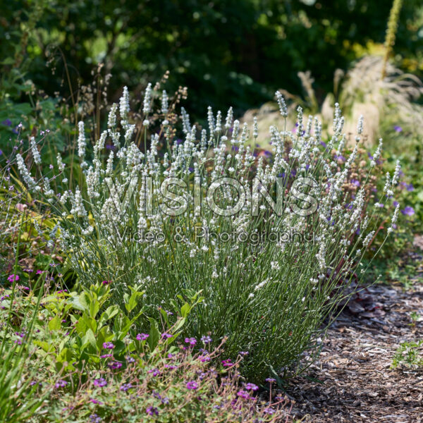 Lavandula x intermedia Exceptional Lavandula x intermedia Exceptional