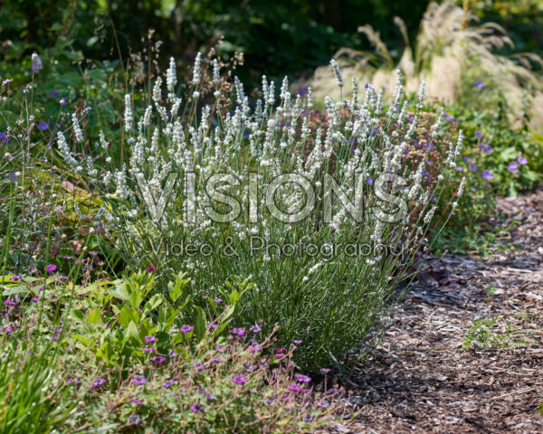 Lavandula x intermedia Exceptional Lavandula x intermedia Exceptional