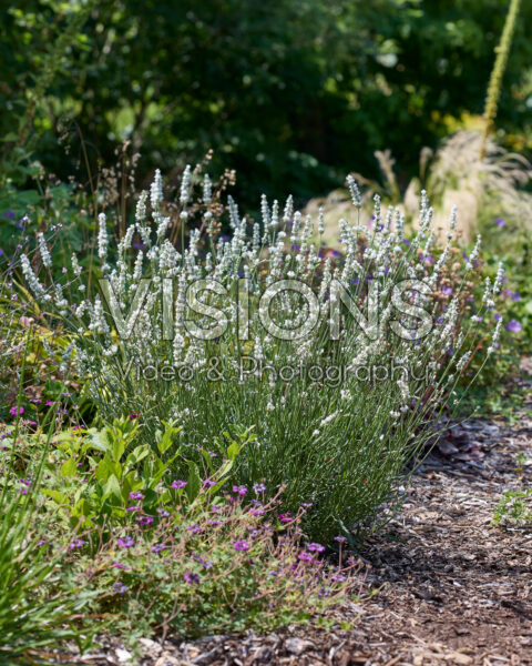 Lavandula x intermedia Exceptional