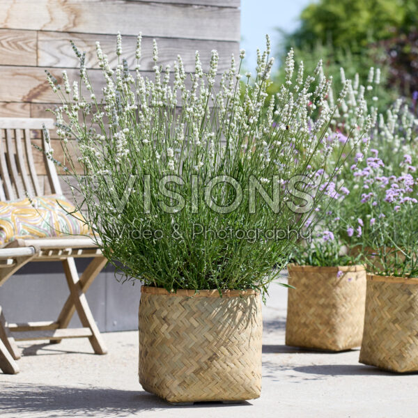 Lavandula x intermedia Exceptional Lavandula x intermedia Exceptional