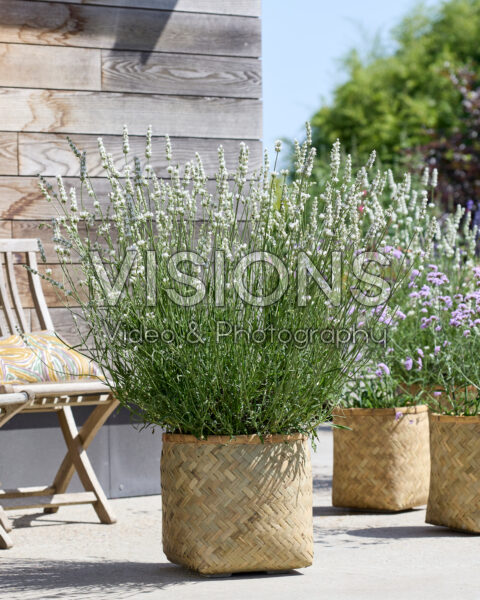 Lavandula x intermedia Exceptional