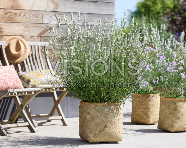 Lavandula x intermedia Exceptional Lavandula x intermedia Exceptional