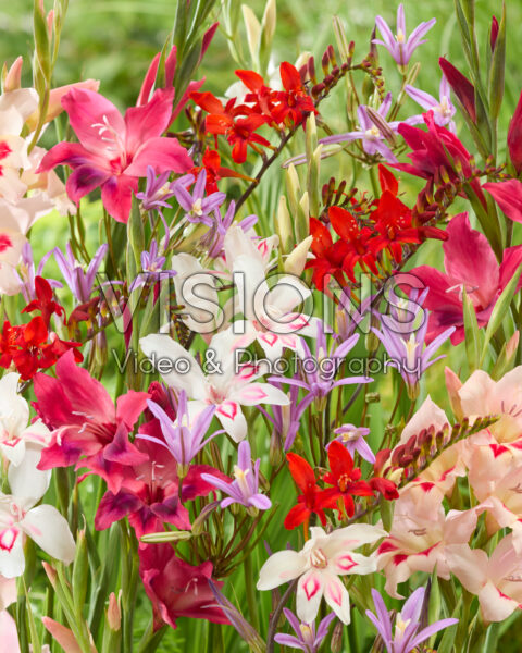 Mixed summer flowers