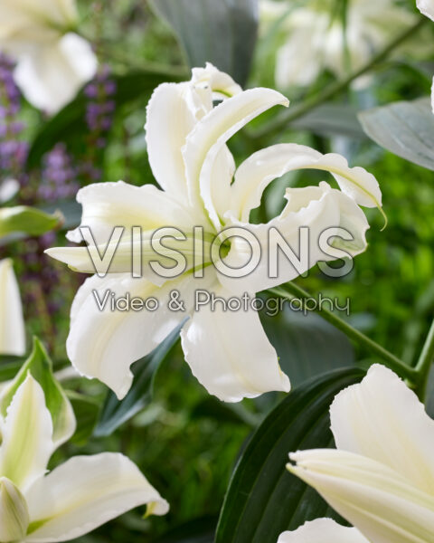 Lilium Polar Star Lilium Polar Star