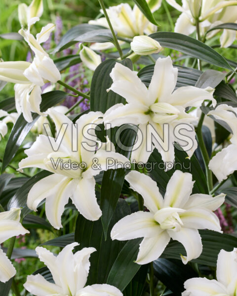 Lilium Polar Star Lilium Polar Star