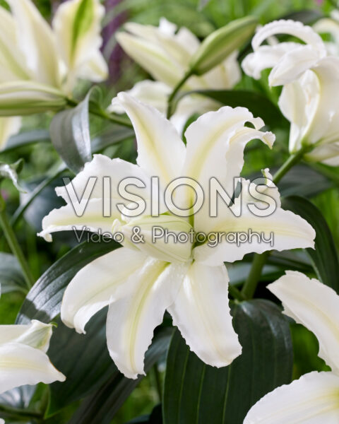 Lilium Polar Star