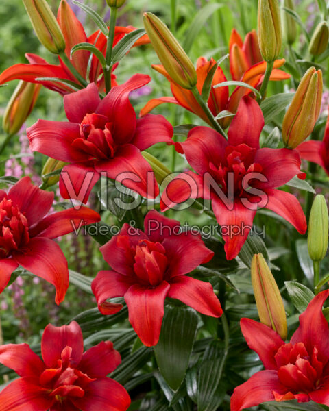 Lilium Bald Eagle