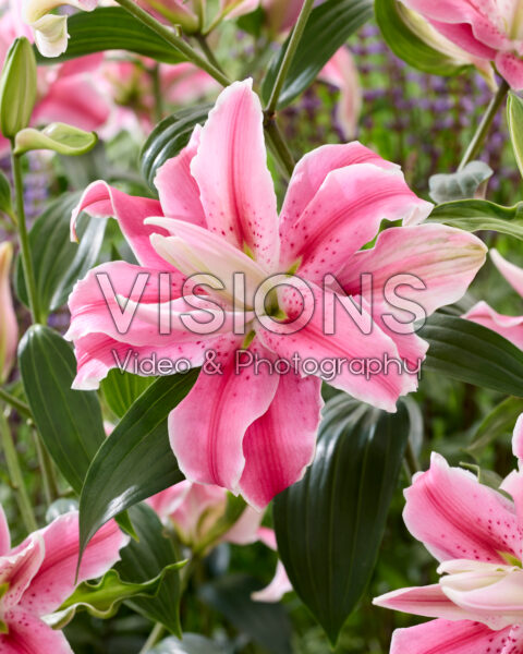 Lilium Distant Drum Lilium Distant Drum