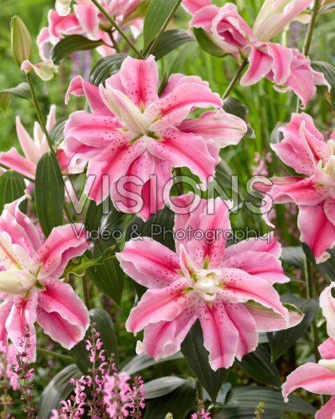Lilium Distant Drum Lilium Distant Drum