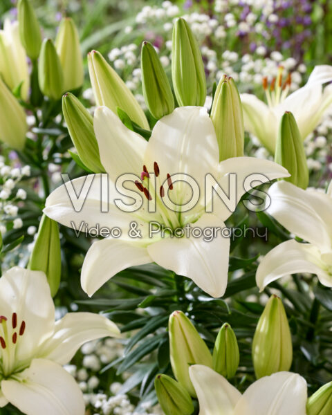 Lilium Gwen Lilium Gwen
