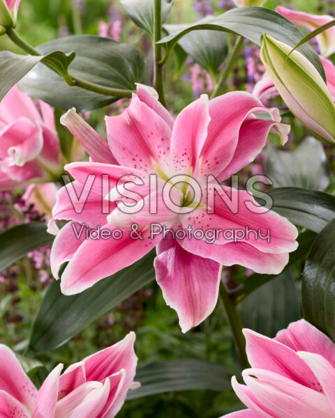 Lilium Sweet Rosy Lilium Sweet Rosy