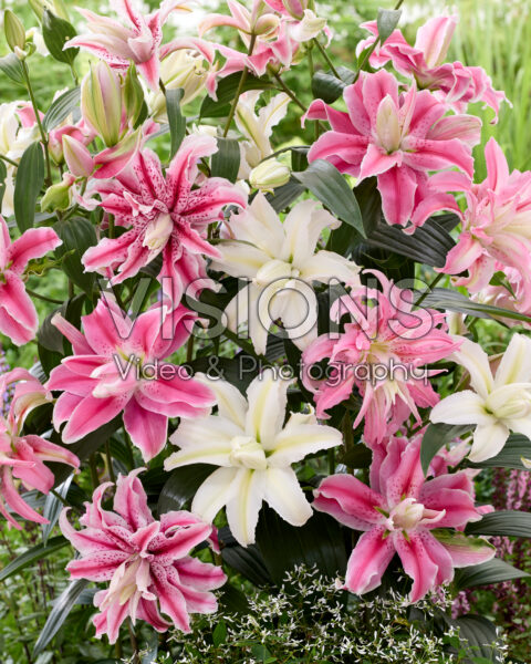 Lilium Oriental mix Lilium Oriental mix