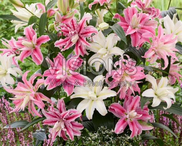 Lilium Oriental mix