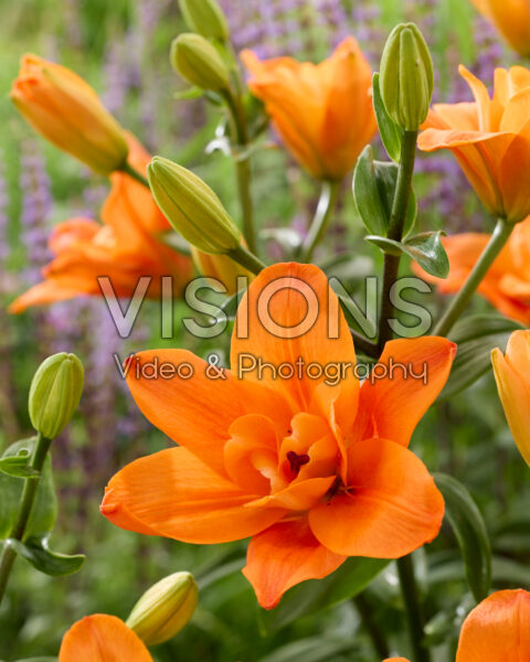 Lilium Deuce Lilium Deuce
