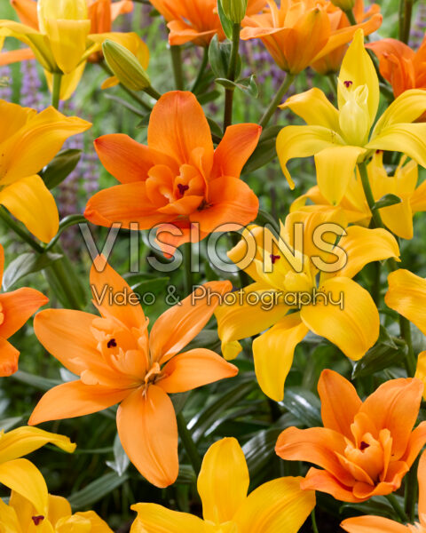 Lilium LA hybrid mix Lilium LA hybrid mix