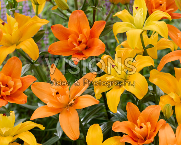 Lilium LA hybrid mix Lilium LA hybrid mix