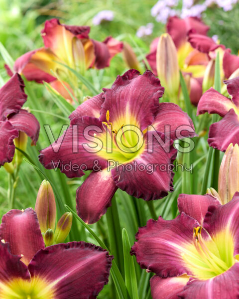 Hemerocallis Tooth Hemerocallis Tooth