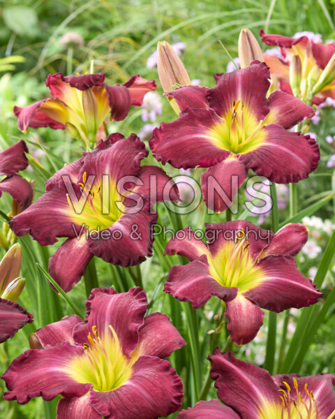 Hemerocallis Tooth