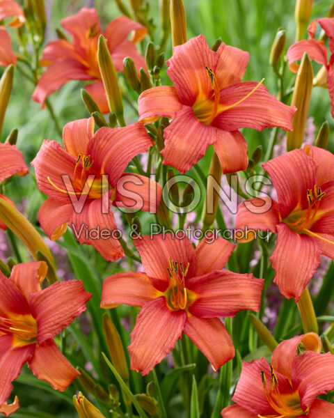 Hemerocallis Pink Damask Hemerocallis Pink Damask