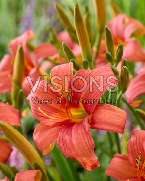 Hemerocallis Pink Damask