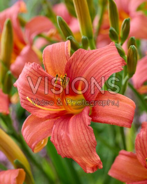 Hemerocallis Pink Damask Hemerocallis Pink Damask
