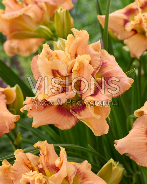Hemerocallis Early Early Truffle