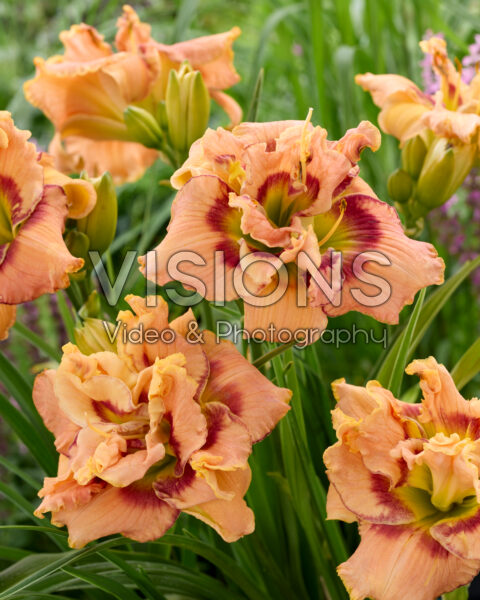 Hemerocallis Early Early Truffle Hemerocallis Early Early Truffle