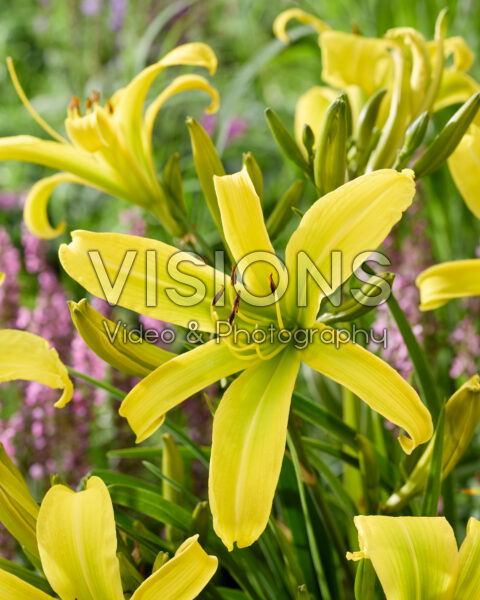 Hemerocallis Green Arrow Hemerocallis Green Arrow