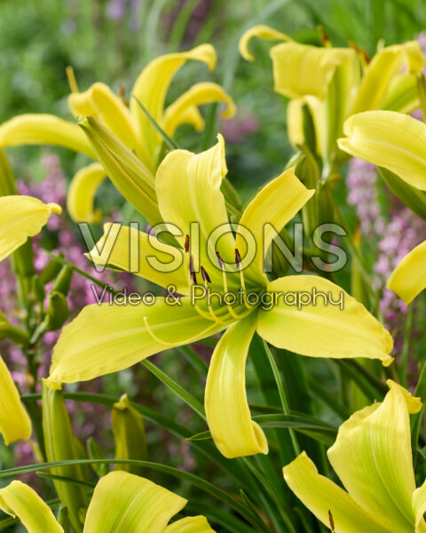 Hemerocallis Green Arrow Hemerocallis Green Arrow