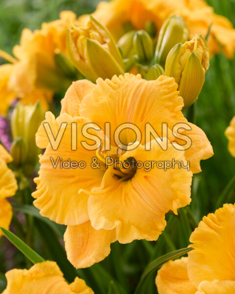 Hemerocallis Bas Relief Hemerocallis Bas Relief