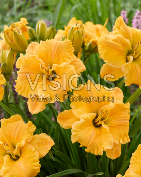 Hemerocallis Bas Relief Hemerocallis Bas Relief