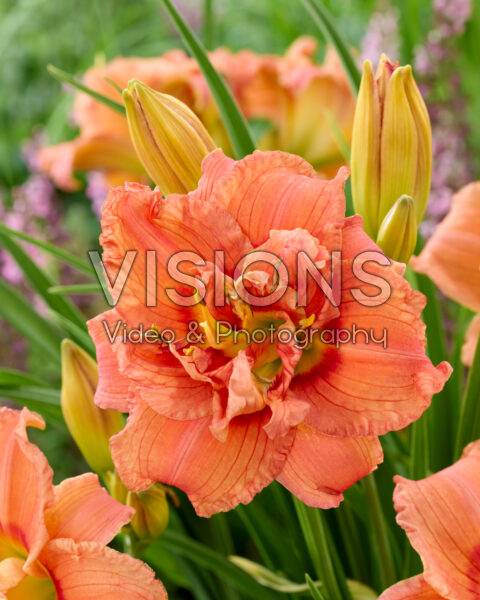 Hemerocallis Congo Coral Hemerocallis Congo Coral