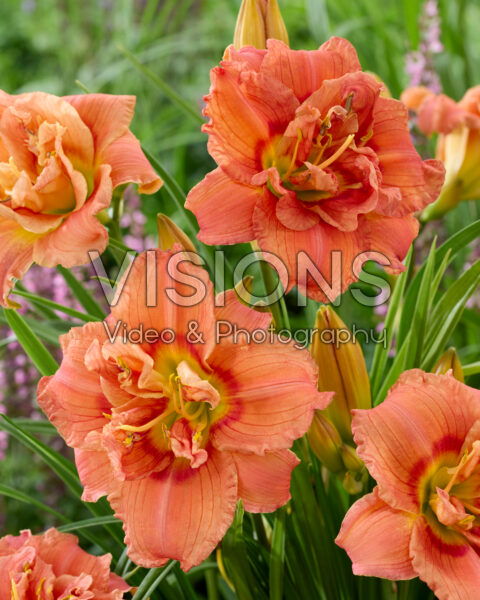 Hemerocallis Congo Coral Hemerocallis Congo Coral