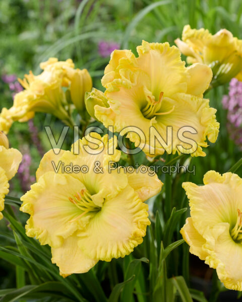 Hemerocallis Jarad Hemerocallis Jarad